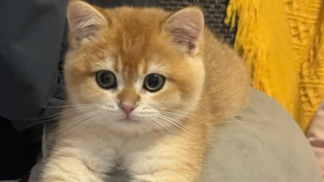 猫隐球菌病治好难度大吗会传染吗 猫隐球菌病治好难度大吗会传染吗