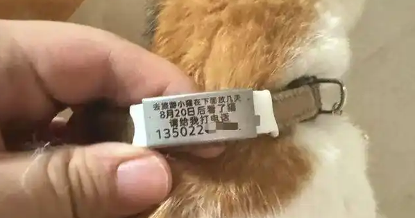 主人外出旅游,把小猫扔小区自生自灭?养宠物就该持证上岗 主人外出旅游,把小猫扔小区自生自灭?养宠物就该持证上岗