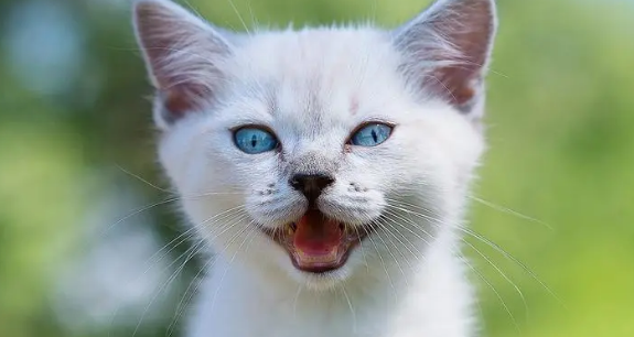 猫咪尿结石怎么处理最好 猫咪尿结石怎么处理最好
