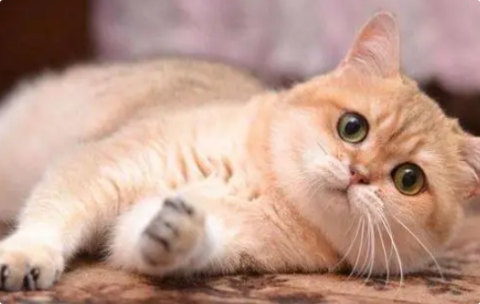 猫咪黑便或柏油样便正常吗？