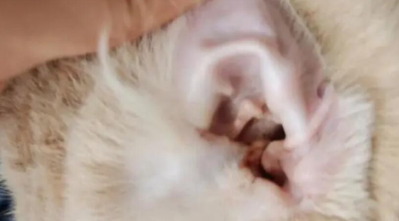 猫咪耳螨多久时间才能够根治痊愈 猫咪耳螨多久时间才能够根治痊愈