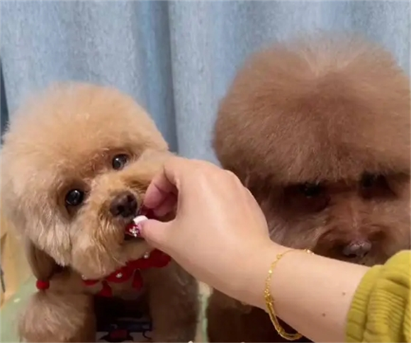 狗狗用药剂量及疑似犬瘟怎么办 狗狗用药剂量及疑似犬瘟怎么办