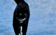 猫咪软骨发育不良会影响寿命吗