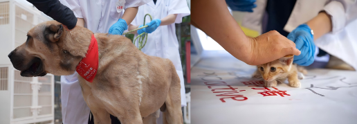 走进13城、救助3300只流浪犬猫:2026皇家X首爱“流浪动物救助领养医疗车”项目圆满收官 走进13城、救助3300只流浪犬猫:2026皇家X首爱“流浪动物救助领养医疗车”项目圆满收官