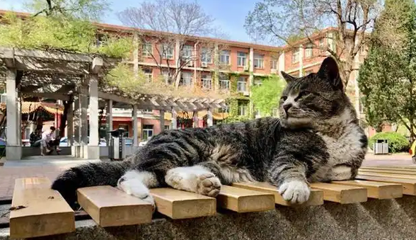 校园猫的神仙待遇:别的流浪猫在觅食,它在院长办公室撒野 校园猫的神仙待遇:别的流浪猫在觅食,它在院长办公室撒野