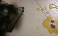 狗狗吐黄水且精神萎靡？