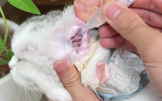 猫咪总频繁甩耳朵是生病了吗？
