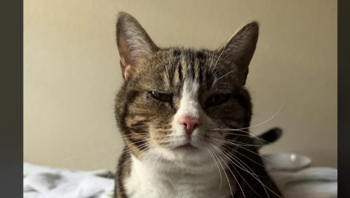 现在的猫找家，都学会主动上门了！