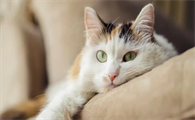 猫咪耳螨怎么去除