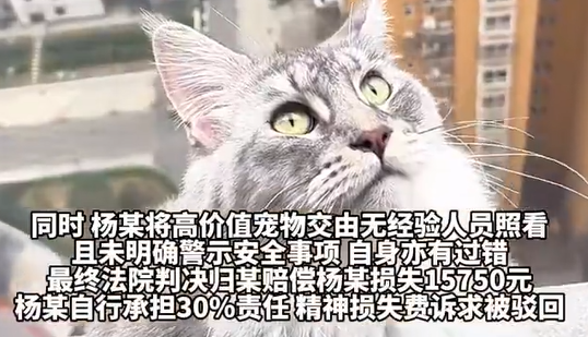 20楼纱窗未关,价值2.25万元宠物猫坠亡!法院判了 20楼纱窗未关,价值2.25万元宠物猫坠亡!法院判了