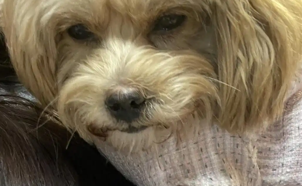 狗狗一抽一抽想吐吐不出来怎么办