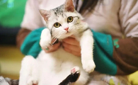 猫咪咳嗽是怎么回事