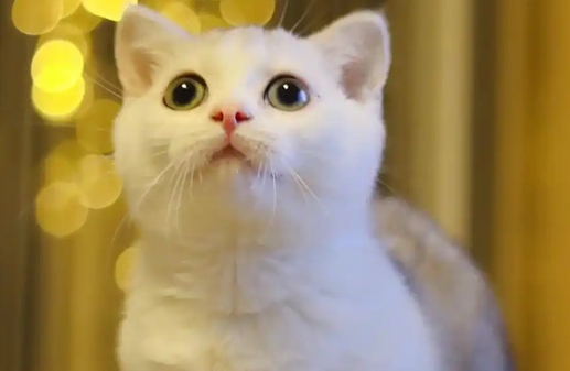 猫的呼噜声很大是怎么回事 猫的呼噜声很大是怎么回事