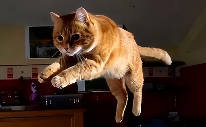 猫晚上不睡觉总是跑来跑去怎么办？