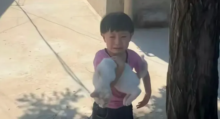 高空小猫坠落，7 岁女孩伸手施救，猫咪悄悄做出暖心一幕