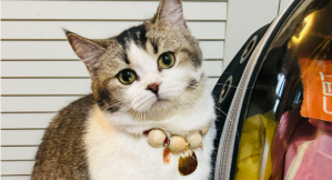 猫膈肌破裂会有什么症状表现
