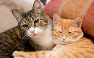 猫流鼻涕流眼泪打喷嚏怎么回事