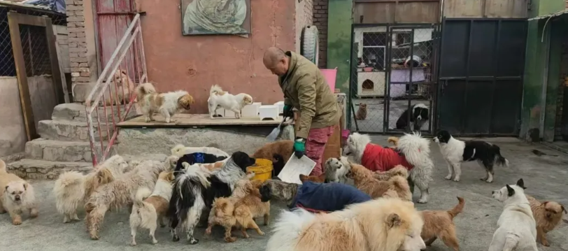 太让人心疼！德牧被领养后遭受非人虐待，只能靠逃跑自救