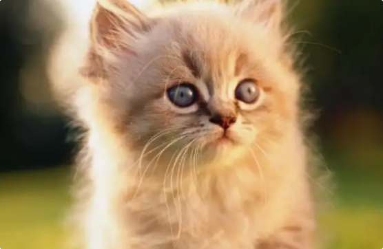 猫咪突然攻击自己尾巴根? 猫咪突然攻击自己尾巴根?