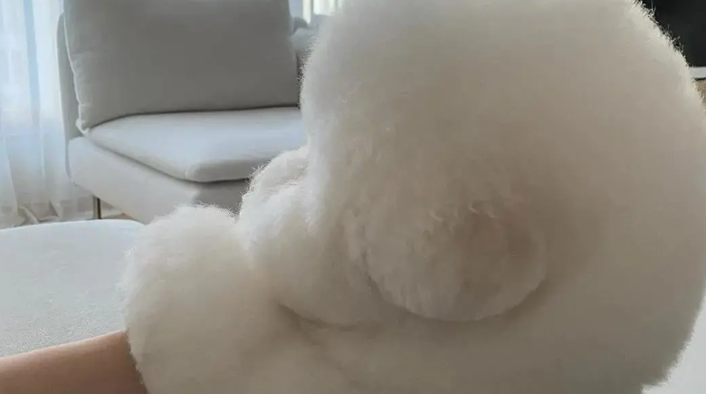 收容所被贴上恶犬标签的狗狗，律师领养后为何意外走红？