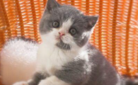 猫咪低体温且四肢发凉？
