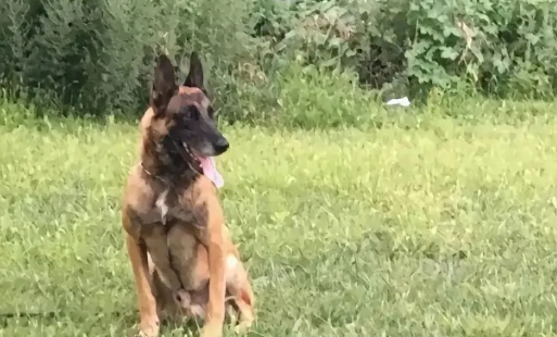 警犬撒娇要训导员抱着走，结果被路人笑话…