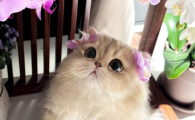 猫甲状旁腺机能亢进有哪些表现和症状