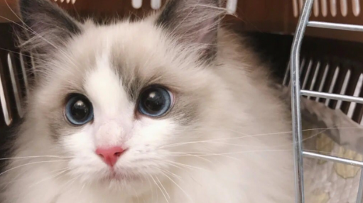 猫咪浆细胞性唇炎怎么根治好 猫咪浆细胞性唇炎怎么根治好
