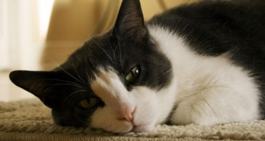 猫咪关节肿了会自愈吗