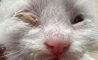 猫咪眼睛流黄水怎么回事