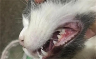 猫咪口炎拔牙后复发几率大不大