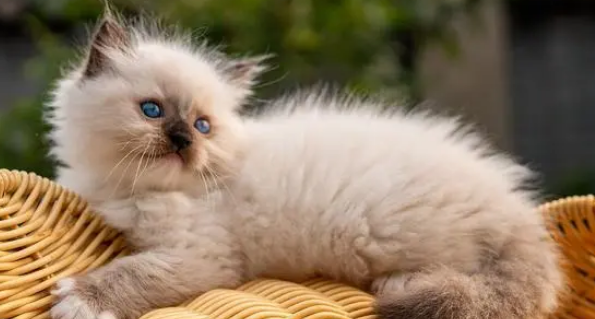 猫咪过敏性皮炎能治愈吗 猫咪过敏性皮炎能治愈吗