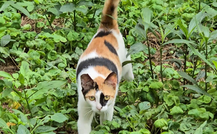 三花猫独特的毛色背后,藏着有趣的基因起源 三花猫独特的毛色背后,藏着有趣的基因起源