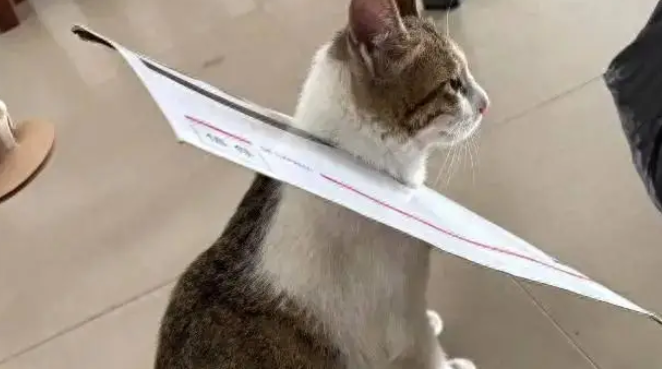 猫咪办公室巡逻，却被迫戴上“商务头套”，这是要“流放岭南”