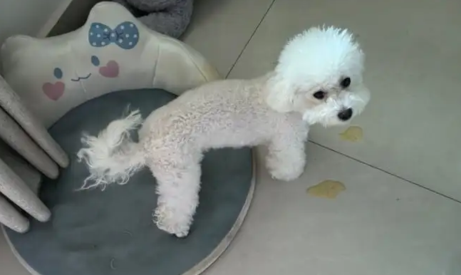 狗狗吐了黄黄的一坨出来为什么