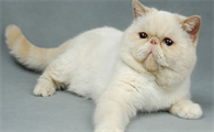 猫咪眼睛频繁流泪是什么原因
