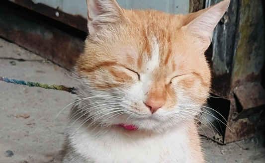 猫咪总频繁扒拉眼睛、眯眼畏光是什么问题？