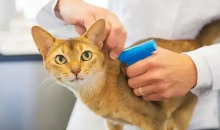小猫拉肚子精神很好是什么原因