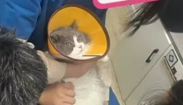 跑酷翻车摔断牙！小猫装上钛钢牙，直接解锁拆迁新身份