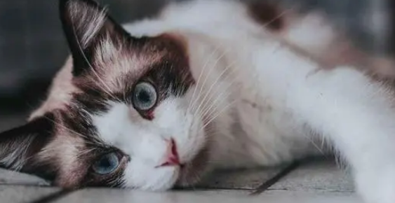 猫白血病能不能治愈
