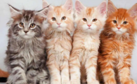 猫咪关节肿胀且不愿走动？