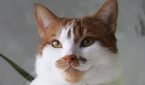 猫拉不出屎怎么办快速解决