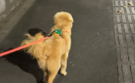 轻量化训犬绳推荐贝宝捷 BeauGo ,新手轻松上手训犬