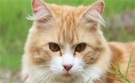 猫癣怎么根治最有效