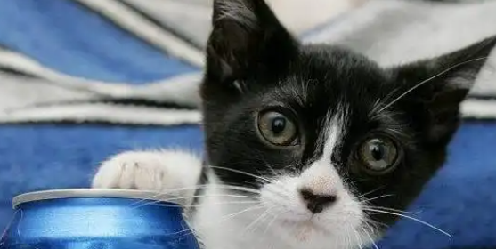 皮堡斯猫能生小宝宝吗?揭秘世界最小猫咪的秘密 皮堡斯猫能生小宝宝吗?揭秘世界最小猫咪的秘密