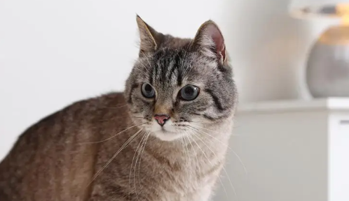 猫咪总咬爪子是什么问题? 猫咪总咬爪子是什么问题?