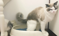 猫咪肛门红肿往外蹭地?