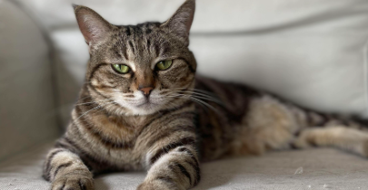 猫咪没有感冒为什么鼻塞? 猫咪没有感冒为什么鼻塞?