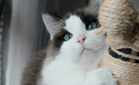 猫咪葡萄膜炎失明概率高吗