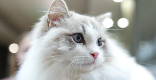 猫咪脂肪栓塞综合征死亡率高吗 猫咪脂肪栓塞综合征死亡率高吗